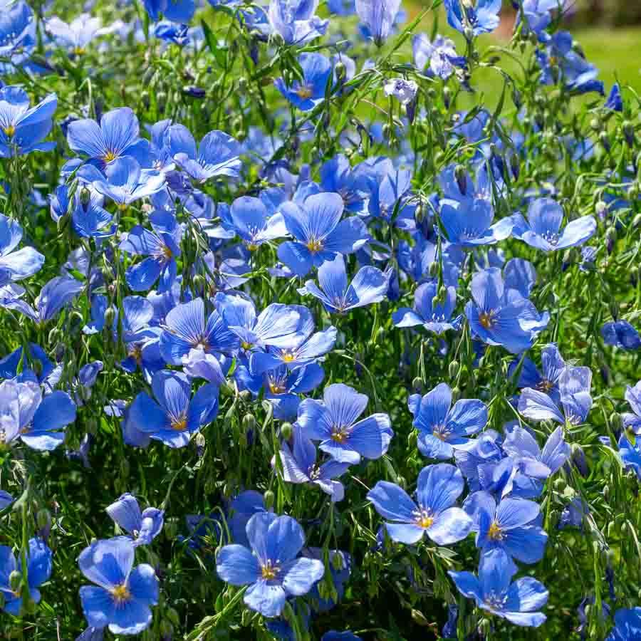 Lin Vivace Bleu Utile au sol, très florifère Vilmorin Jardin — free download